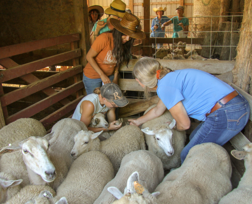 NCAT staff checking sheep hoof