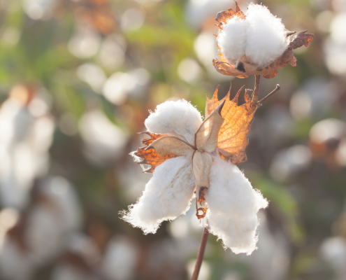 Cotton growing in the sun